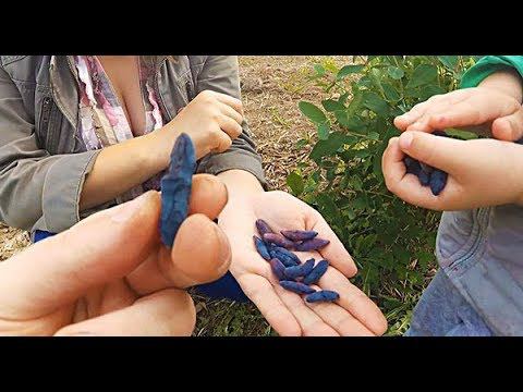 Хотите ТАКУЮ ЖИМОЛОСТЬ???!!! Дегустируем сорта. Самая ЛУЧШАЯ смородина. УСАД.РФ смотреть онлайн