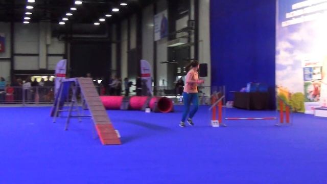 A-OPen Чистякова Виктория Австралийская Овчарка ТРИПЛМУН ДРАКОН ХАКУ смотреть онлайн