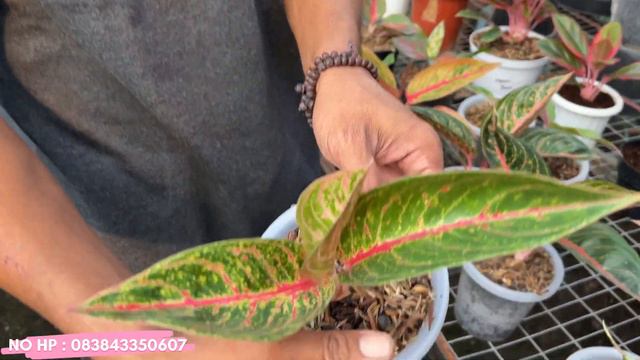 PERSIAPAN JELANG KONTES AGLAONEMA DI KEDIRI‼️CLA NURSERY‼️ смотреть онлайн