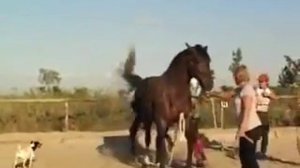 Girl helps the horse mating