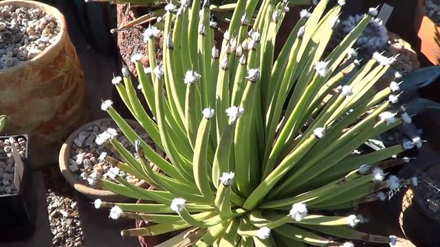The Plant Traveller: Agave albopilosa смотреть онлайн