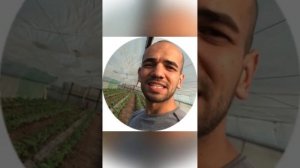 Триходерма жидкая или порошок? Разница и подробности работы гриба