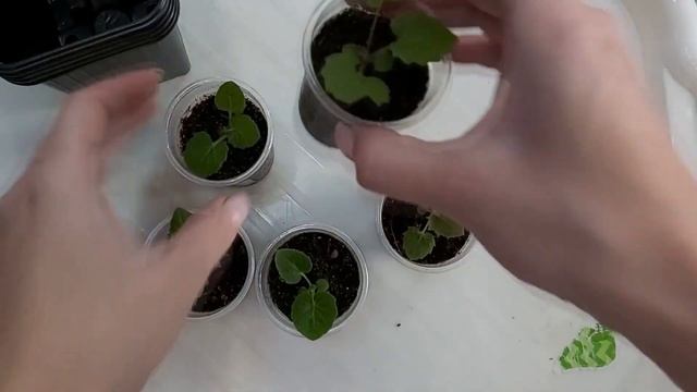 Цинерария комнатная – пикировка и уход. Цинерария комнатная из семян. Часть 2. смотреть онлайн