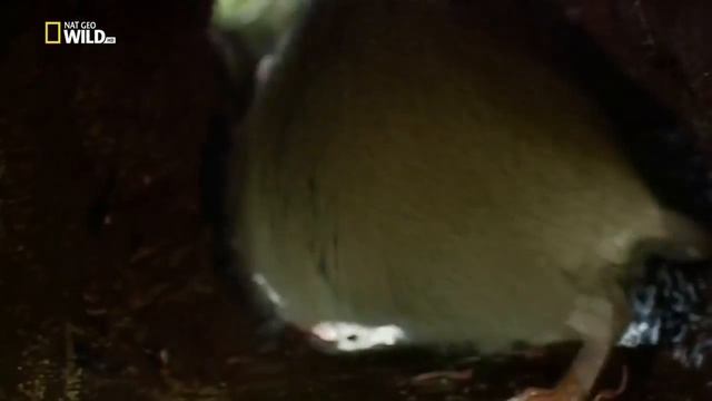 Удивительные создания..! Наш невероятный мир..! смотреть онлайн