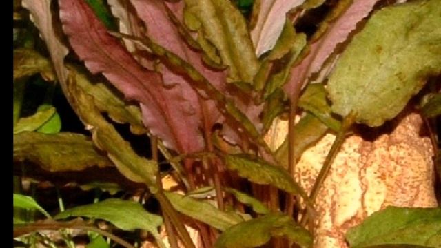 КРИПТОКОРИНА ВЕНДТА. СОДЕРЖАНИЕ И РАЗМНОЖЕНИЕ В АКВАРИУМЕ смотреть онлайн