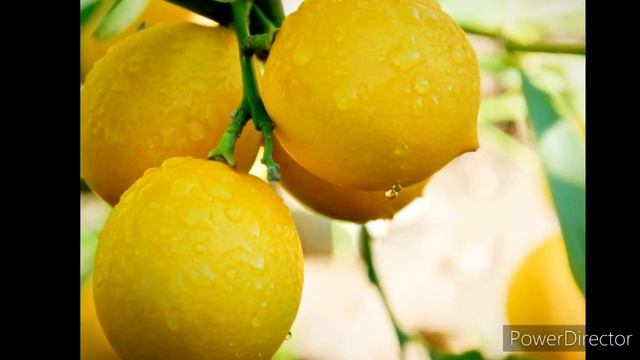 Limonning mo'jizasi. смотреть онлайн