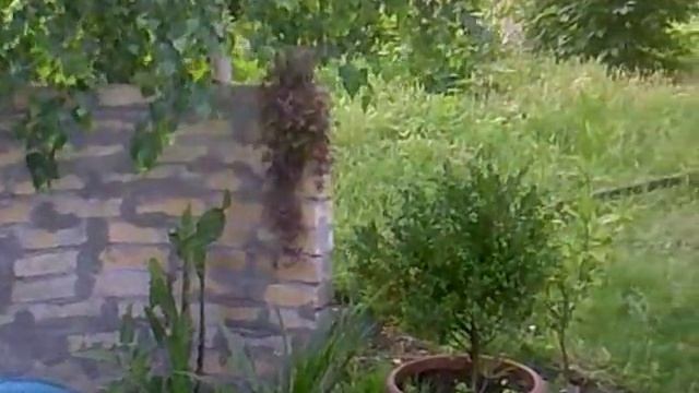 Rose Garden #010 A Source