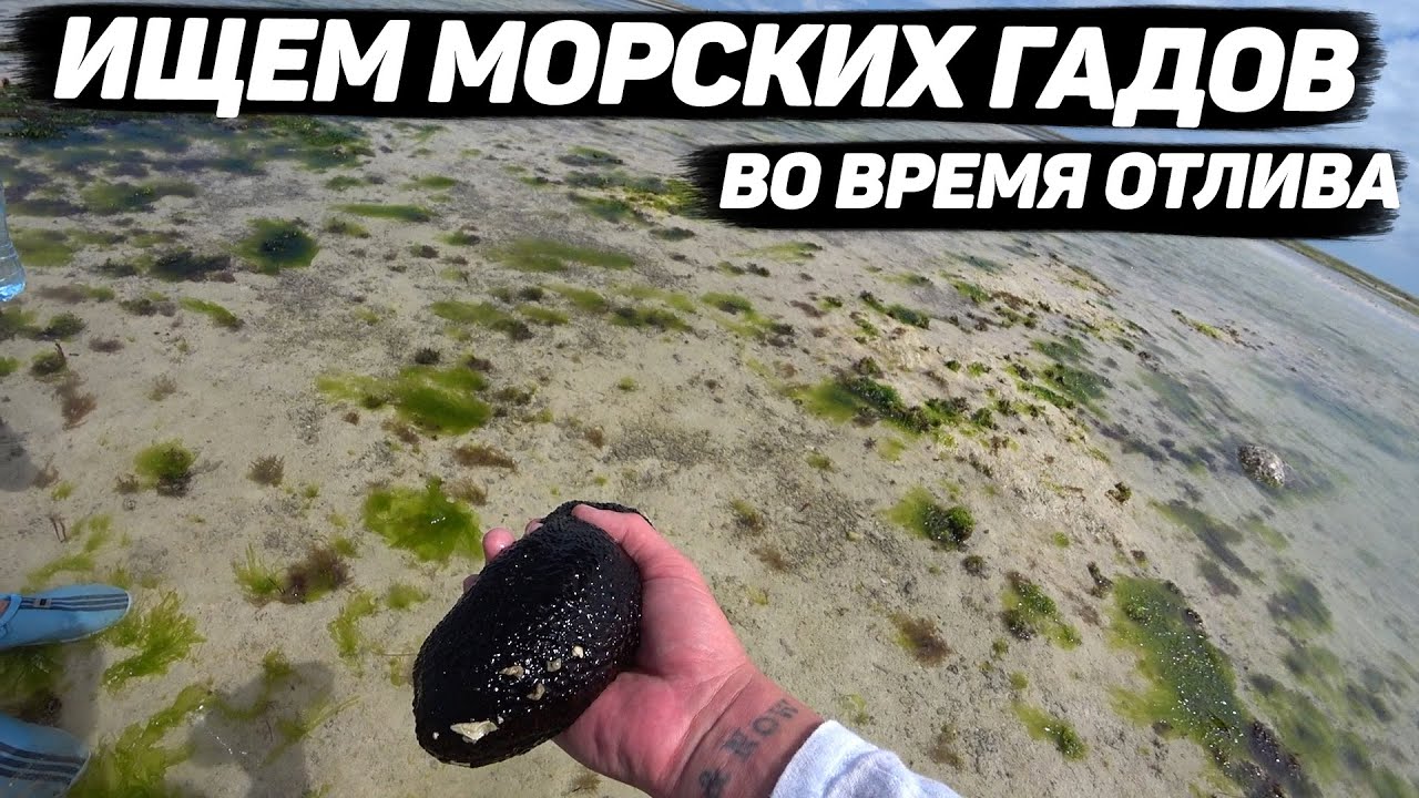 Заплыв в черепашьем питомнике. Нунгви. Занзибар декабрь 2020 смотреть онлайн