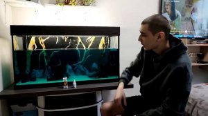 синька в аквариум, лечение рыб.