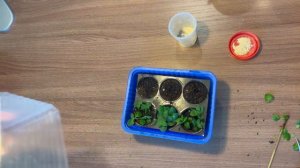 Бакопа🌸Диасция🌺Черенкование🌱