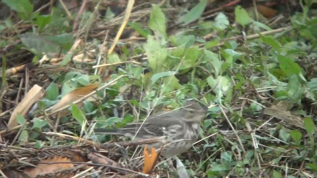 野鳥：タヒバリ／K川 смотреть онлайн