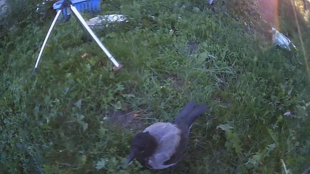 (Action camera) КИТАЙСКАЯ ПОДДЕЛКА КИТАЙСКОЙ ПОДДЕЛКИ. смотреть онлайн