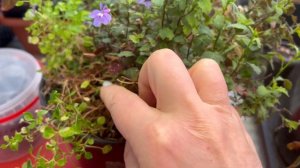 Маточник ЛОБЕЛИИ зимой на подоконнике в квартире. Вегетативная многолетняя лобелия