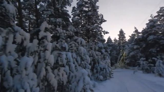 КАКОЙ СКАЗОЧНЫЙ ЛЕС смотреть онлайн