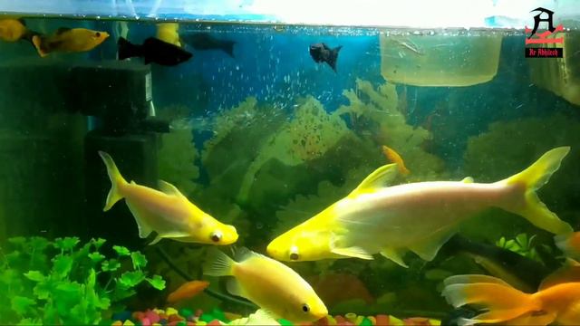 मछली की बीमारी ठीक कैसे करें | Remove white spot from fish | white spot kaise hataye смотреть онлайн