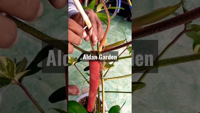 proses penyilangan Philodendron Florida Beauty vs Green Conggo смотреть онлайн
