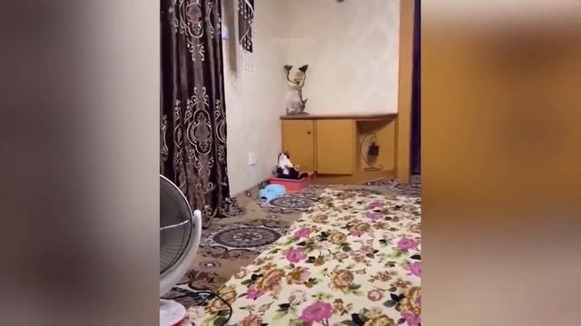 Animais engraçados 2021 - Cães e gatos fofos fazendo coisas engraçadas #4.mp4 смотреть онлайн