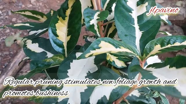 Caricature plant / Graptophyllum pictum смотреть онлайн