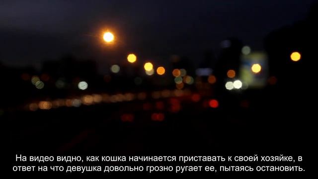 Кошка-абьюзер: борьба кошки с хозяйкой попала на видео смотреть онлайн