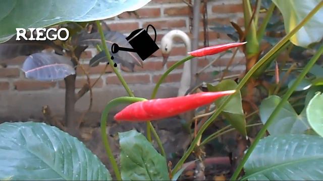 Anturio // Anthurium // Lirio Flamingo смотреть онлайн