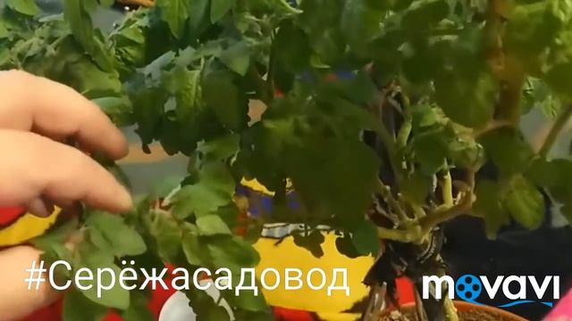 СтройШоу