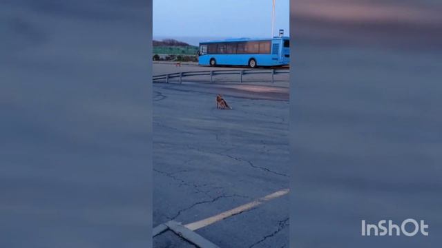 Лисы гуляют на территории океанариума . Русский остров. смотреть онлайн