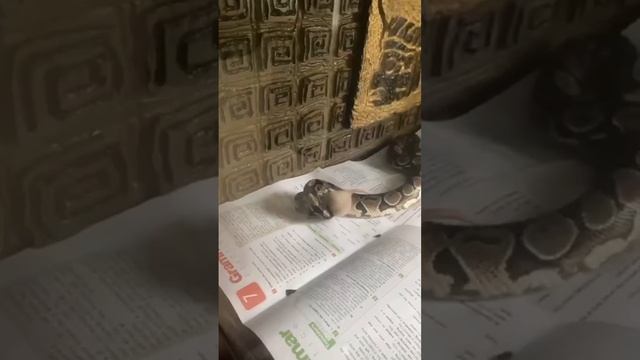 Крыса VS королевский питон ? смотреть онлайн