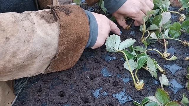 Как быстро высадить, воздушку клубники в кассету! смотреть онлайн