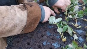 Как быстро высадить, воздушку клубники в кассету!