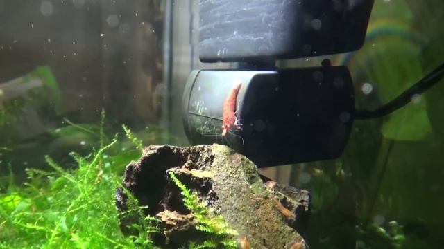 Уход за круглым аквариумом(Tetra Cascade Globe Duo Waterfall ) смотреть онлайн