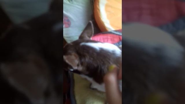 Історія про породу чихуа хуа смотреть онлайн