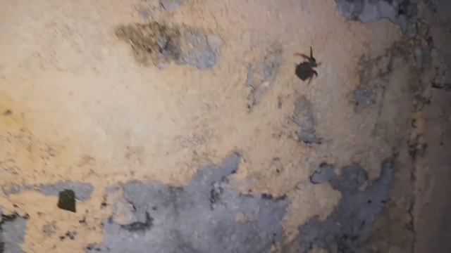 Закат на Багамах. Маленькие крабики. Огромная луна. смотреть онлайн