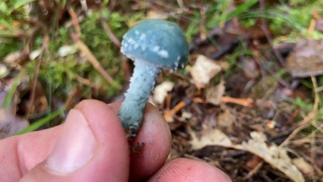 Il fungo più bello del bosco смотреть онлайн