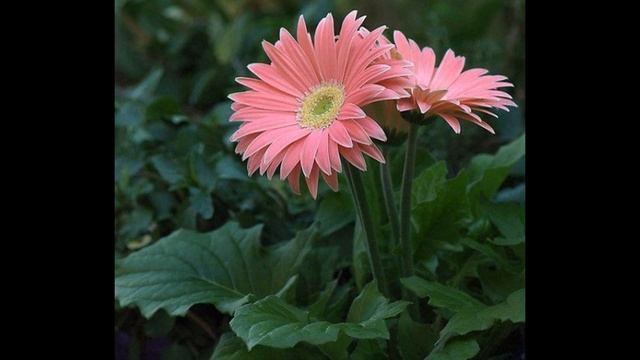 ГЕРБЕРА (GERBERA) сем. Сложноцветные смотреть онлайн