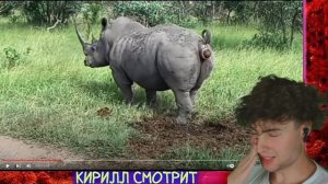 РЕАКЦИЯ НА Носорог срёт под дабстеп ОБЗОР НА ОЧЕНЬ СТРАННОЕ ВИДЕО