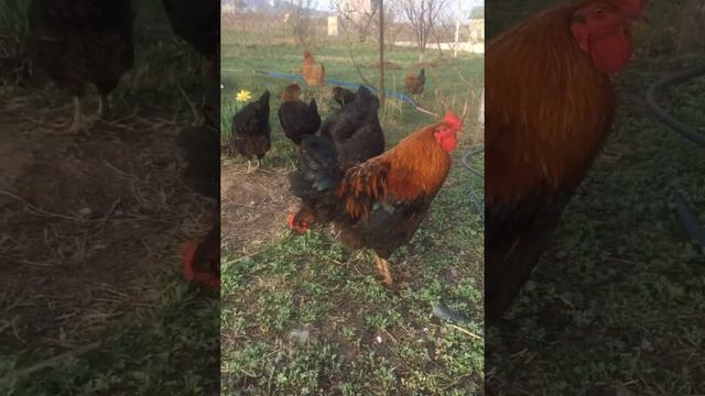 ЛЕСНАЯ ПРИМУЛА! Как растёт у меня в предгорье смотреть онлайн