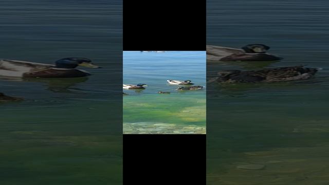 ))) смотреть онлайн