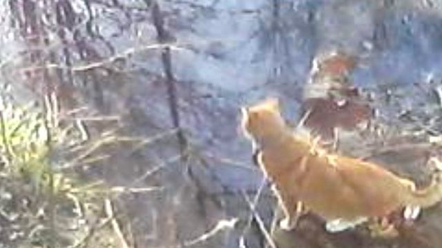 Хозяева стали замечать как кот приходит мокрый в сухую погоду, и решили за ним проследить! смотреть онлайн