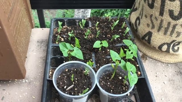 Allelopathy смотреть онлайн