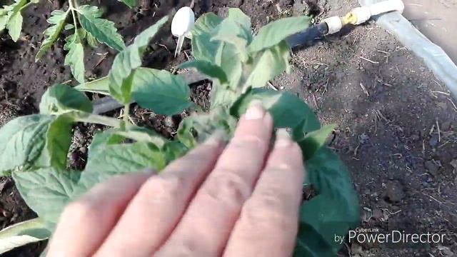 Дел много на огороде, мои дни / Жизнь в селе. смотреть онлайн