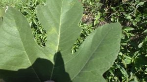 Инжир вирус мозаики или дефицит питательных веществ