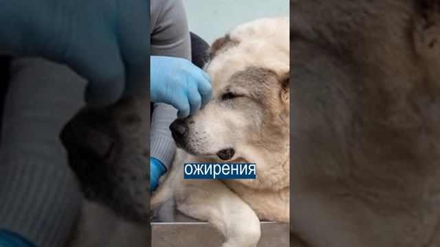 Собаку-жиробаку ВЕСОМ 100 КГ спасают в Нижнем Новгороде смотреть онлайн