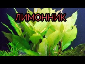 ЛИМОННИК АКВАРИУМНЫЙ. СОВЕТЫ ПО СОДЕРЖАНИЮ