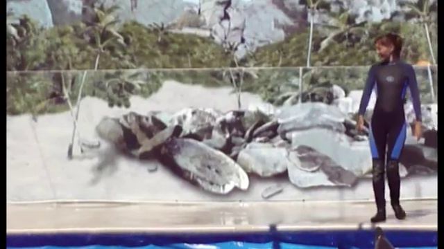 Dolphin show. Севастопольский дельфинарий смотреть онлайн