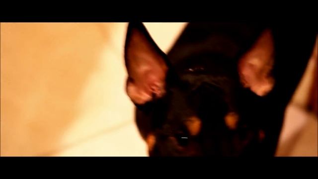 Canon T2i/550d Test Video - Canon 18-55mm & 50mm F 1.8