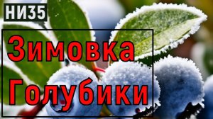 НИ35 Голубика ЗИМОВКА в горшках Подготовка? Подкормка и тд. а так же  Брусника и Клюква у Николая