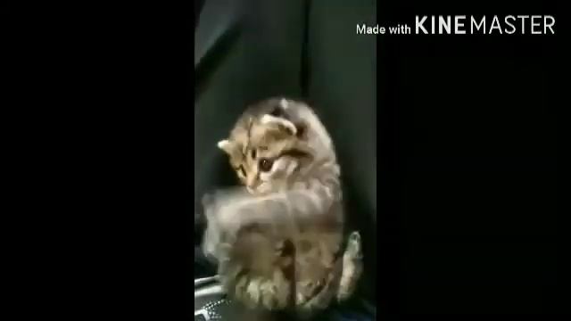 Гипер милый котёнок манул флексит под Татарстан супер гуд смотреть онлайн