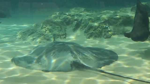 Singapore Zoo - 9 oktober 2013 (2) смотреть онлайн