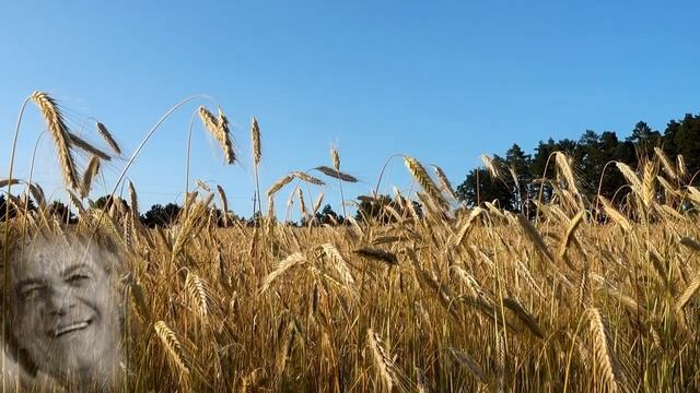 Ясени - Василь Зінкевич