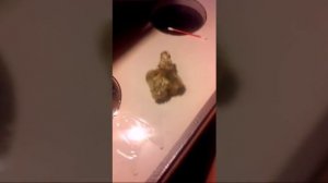 Вылуп цыплят а инкубаторе. Ура! Пищат! Что делать?